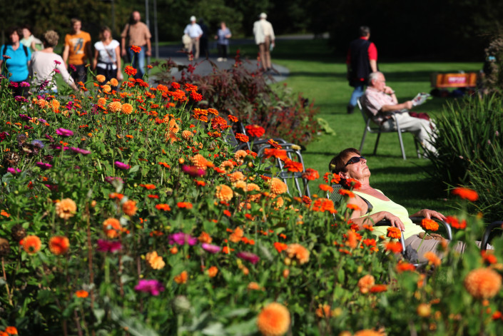 Sonne auf der Blumenwiese