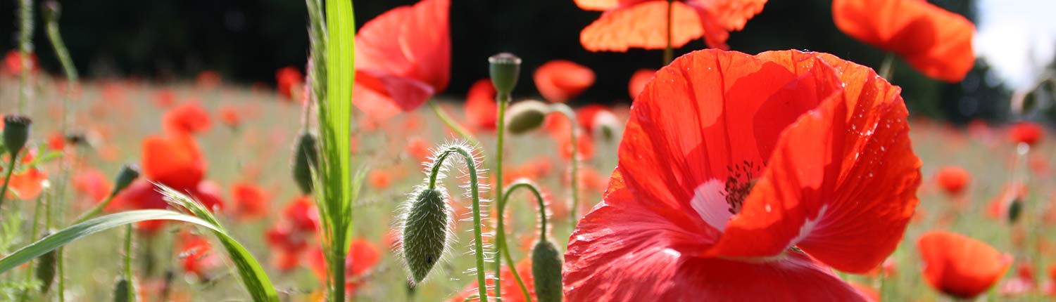 Mohn in der Wieseckaue - Foto Stadtplanungsamt