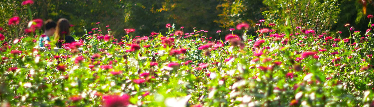 Blumenwiese © Till Schürmann